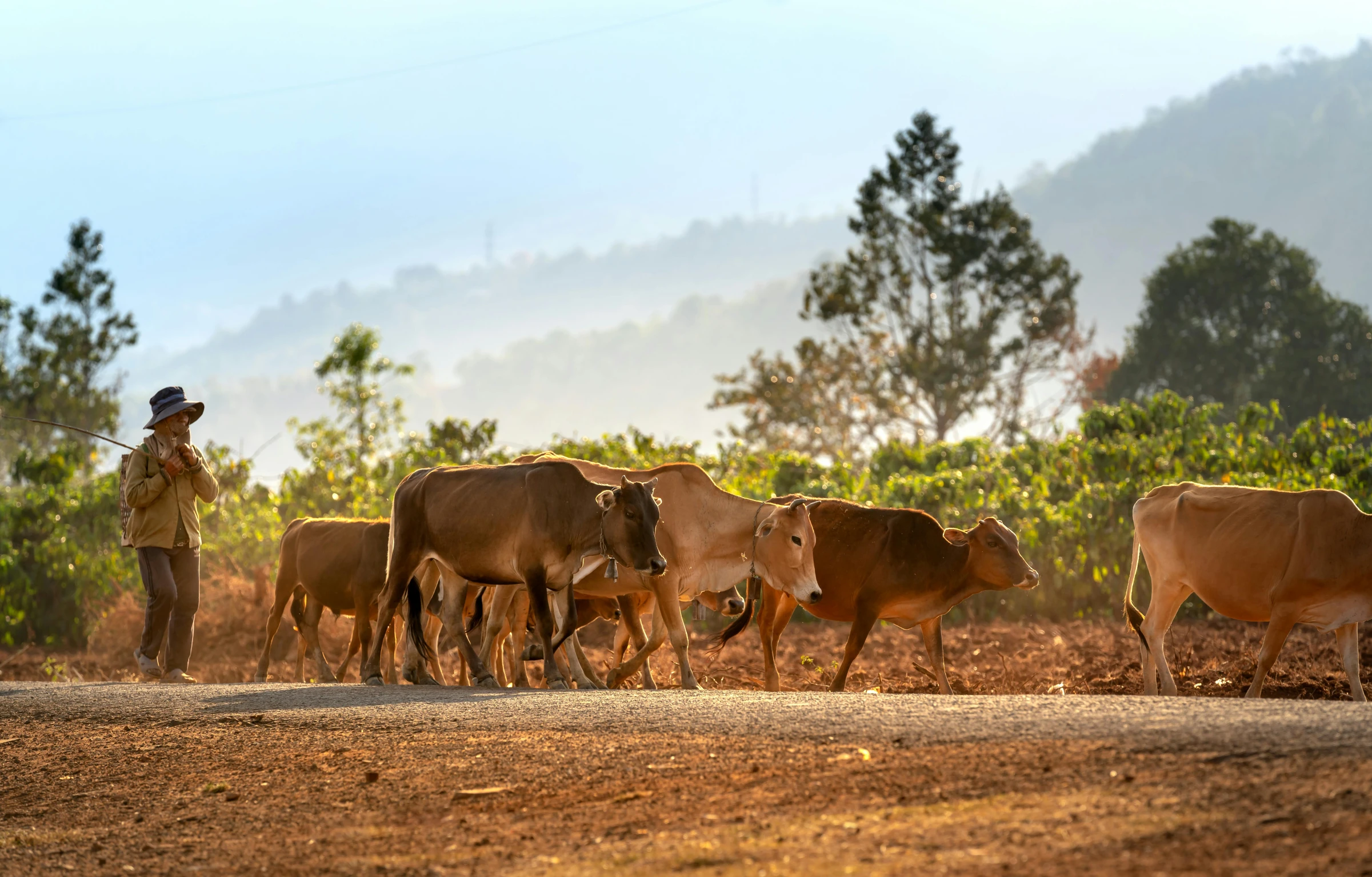 a man standing by some cows on a field