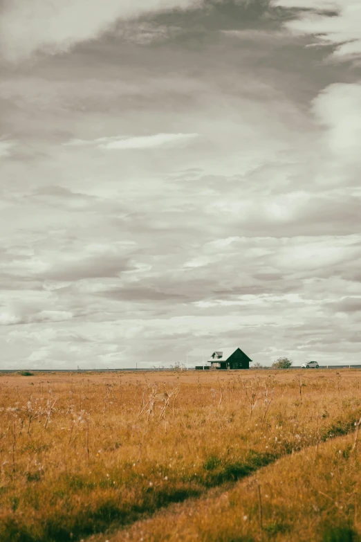 a tall field with a barn in the distance