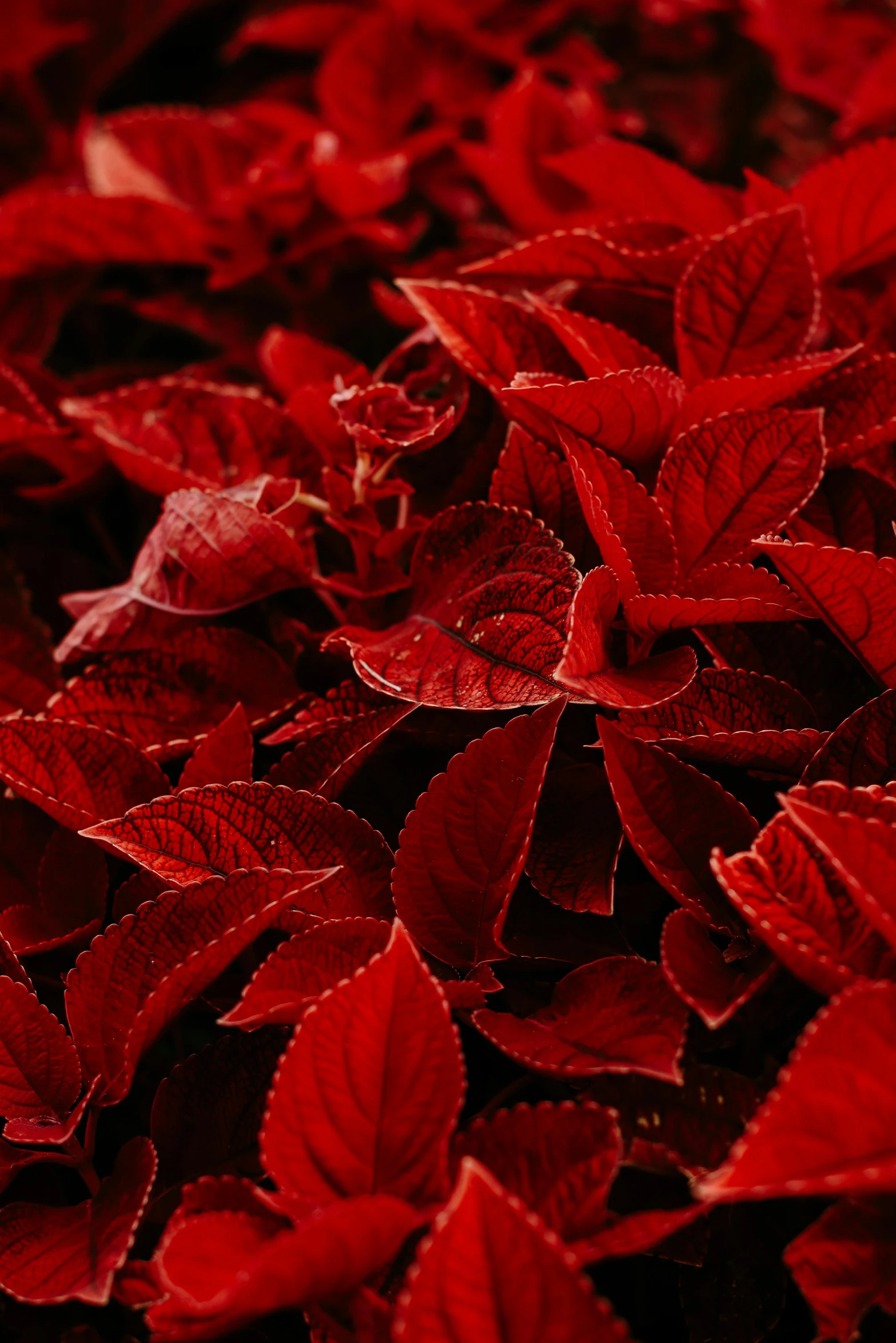 many red leaves have been shown close together