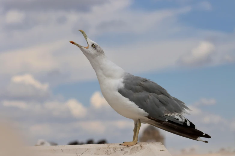 a bird with one large fish in its mouth