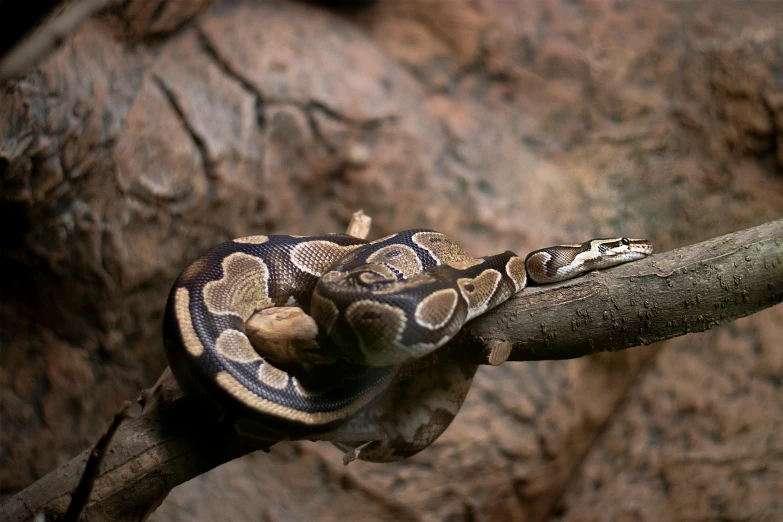 the snake is hanging from a tree nch