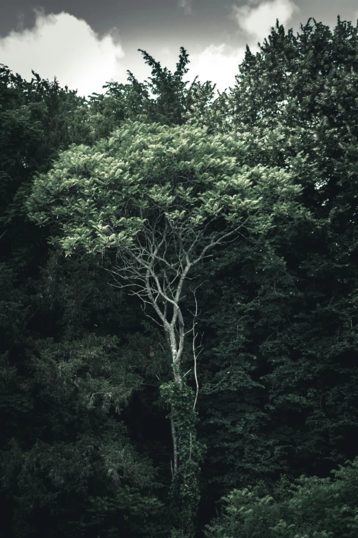 a tree sitting in the middle of a forest