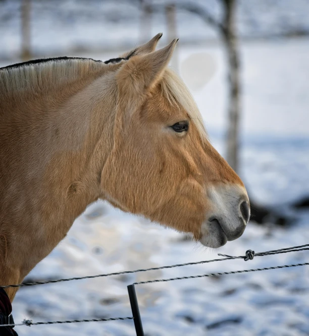 the horse in the field is staring over the fence