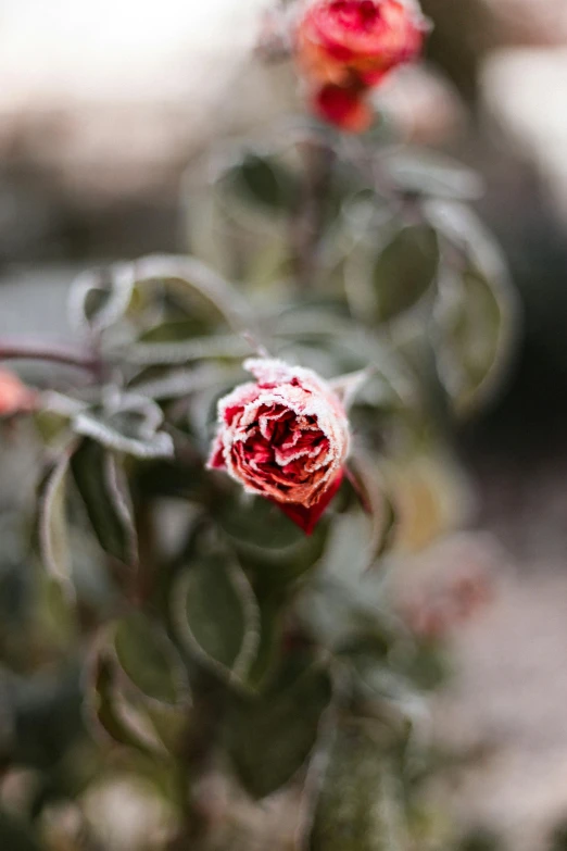 a closeup s of the top end of an outdoor plant