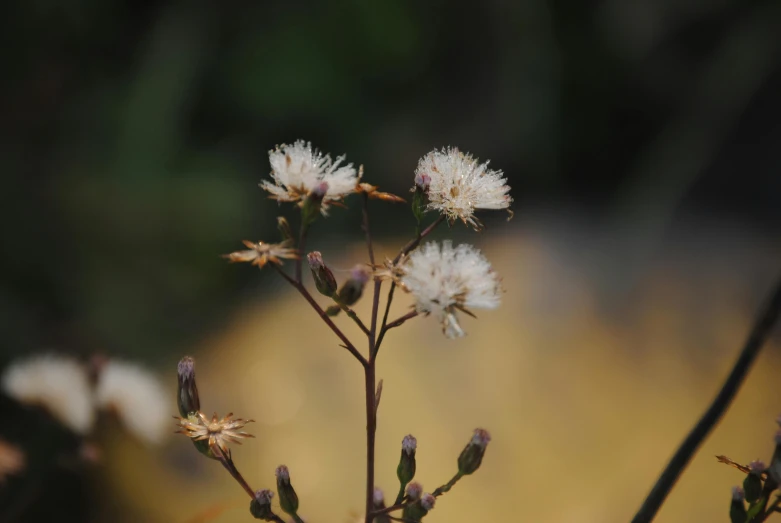 white flowers blooming on the back side of a plant