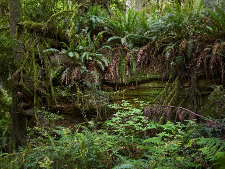 a green forest filled with lots of lush trees and bushes