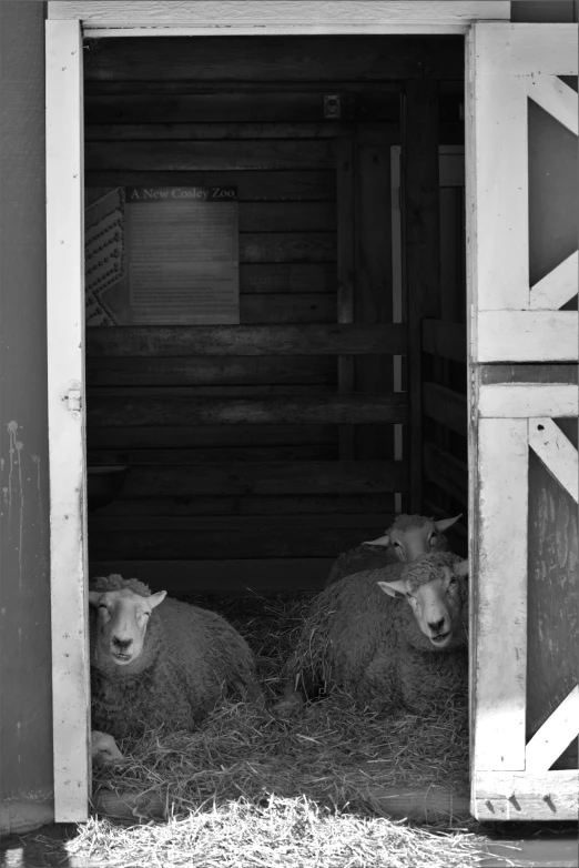 two sheep sitting in a barn on a farm