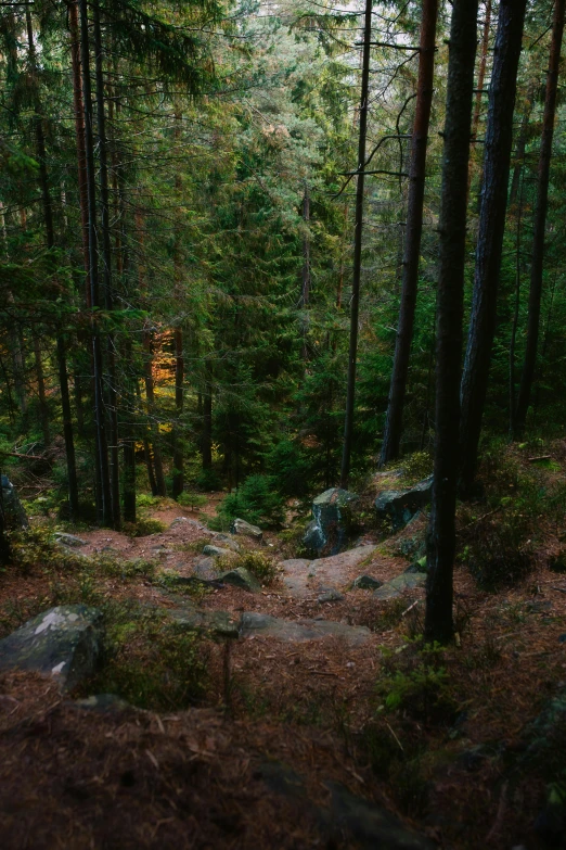 a pathway in the woods with very large trees