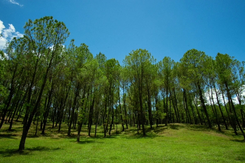 an image of a nice view of a forest