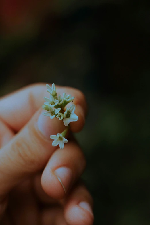 someone holding a flower in their hand