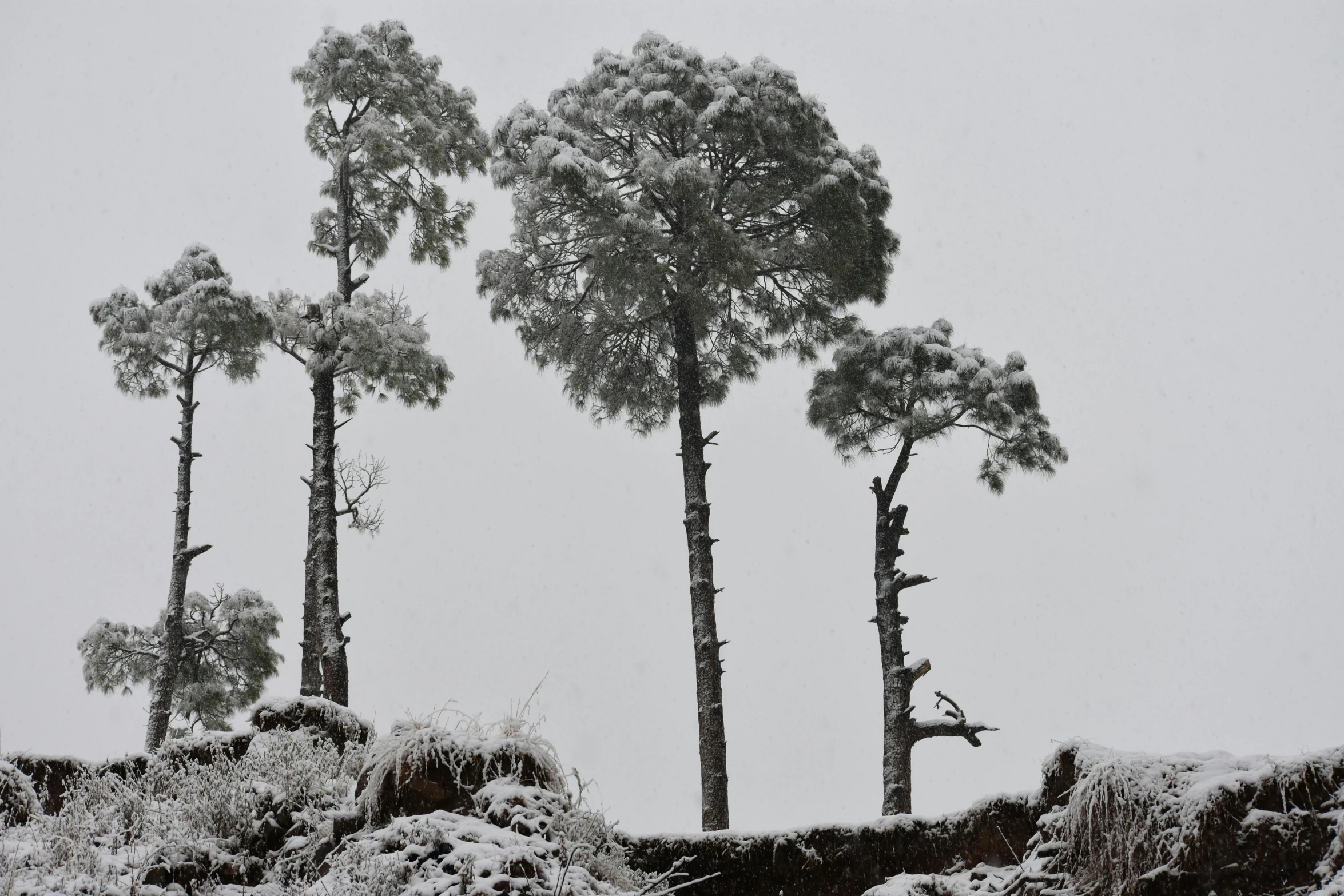 some trees are standing tall up in the snow