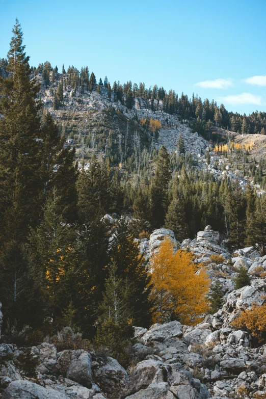 the landscape is filled with tall trees, rocks and bushes