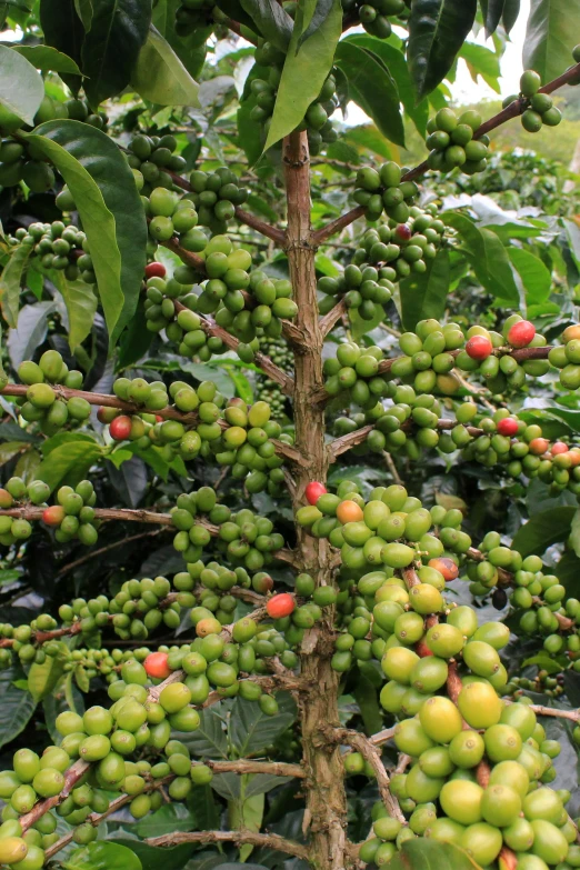 green fruit grows on a tree nch in the rain