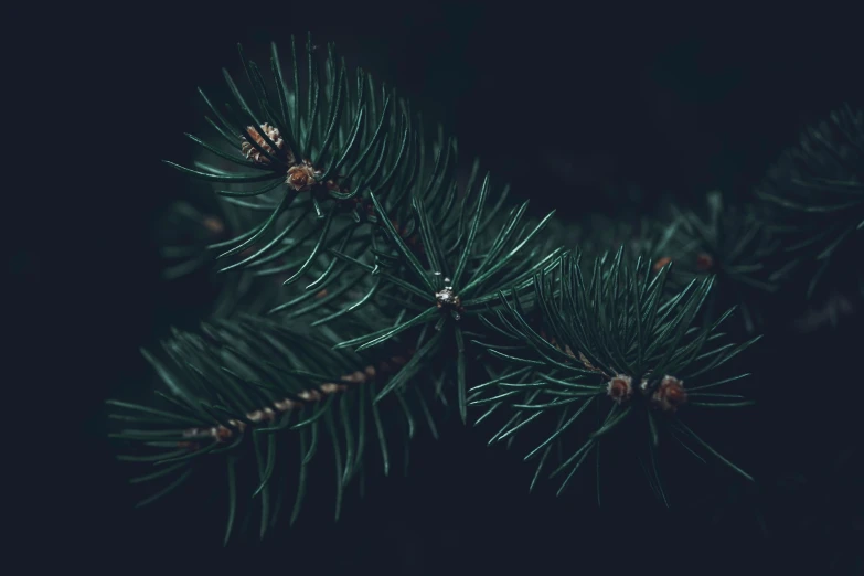 close - up of pine needles on a dark night