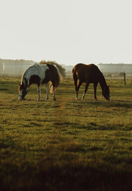 two horses graze in the grass of a field