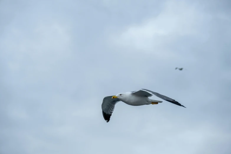 two seagulls are flying high up in the sky