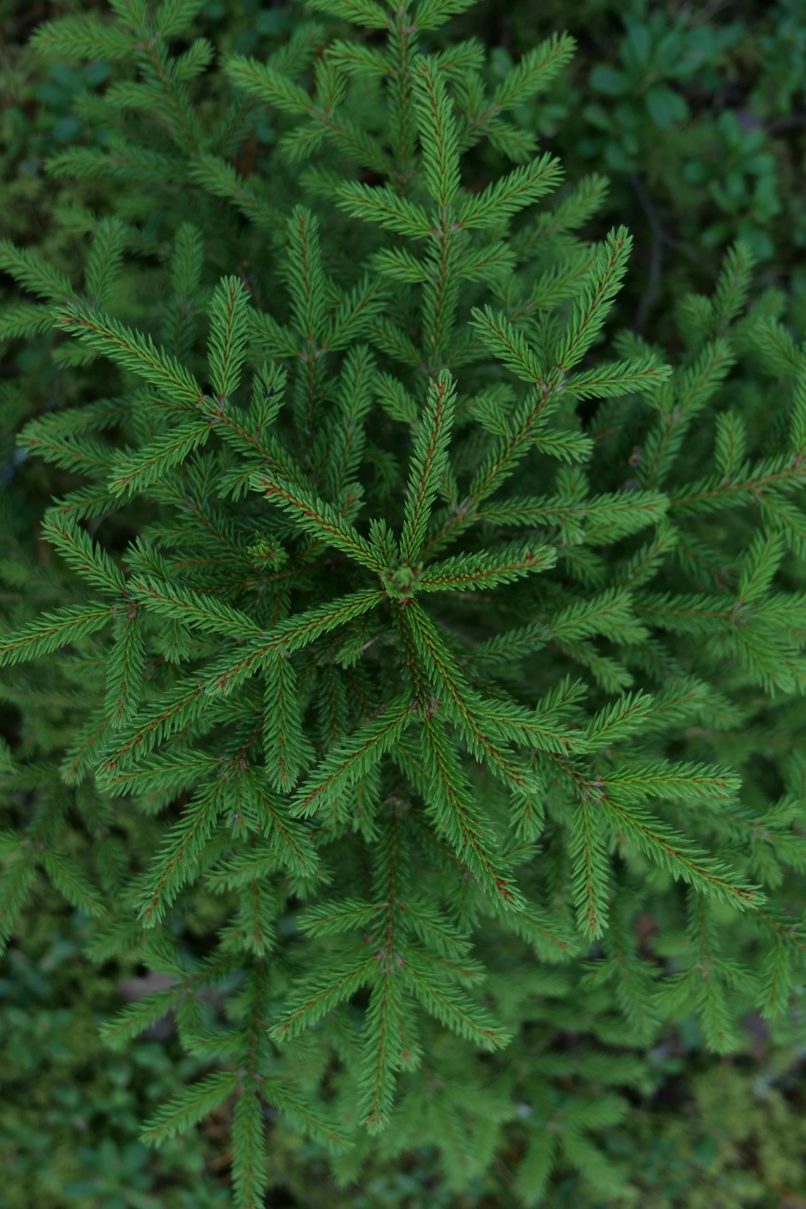 the needles of a pine tree in the woods