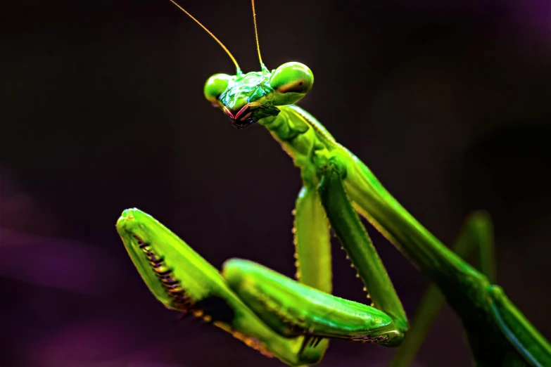 the green praying mantisca has a bright purple background