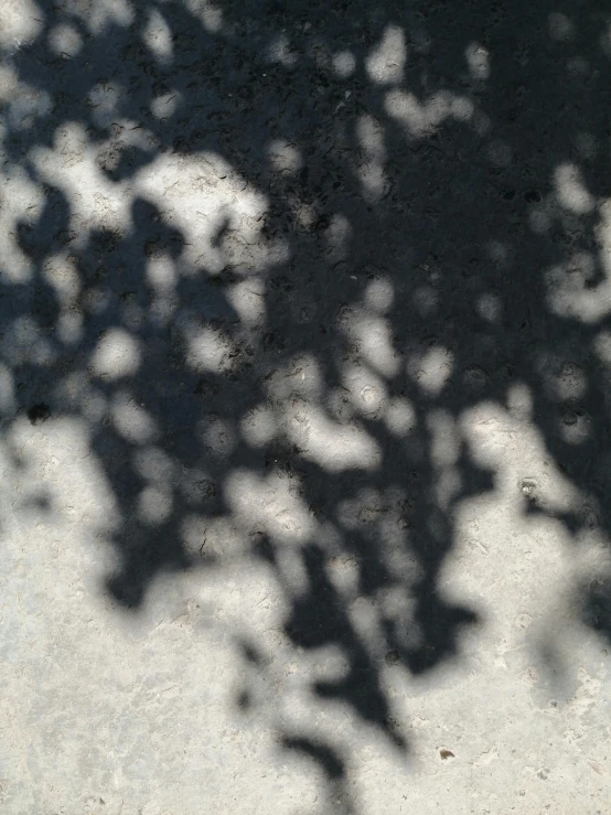 shadows cast on the ground, near a fire hydrant