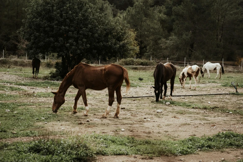 a couple of brown horses are grazing on some grass