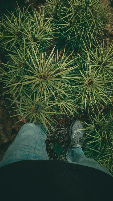 a pair of feet on top of grass and plants