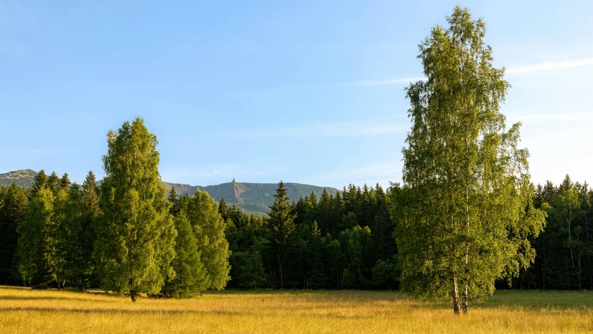 a grassy field has several trees along it and some mountains in the distance