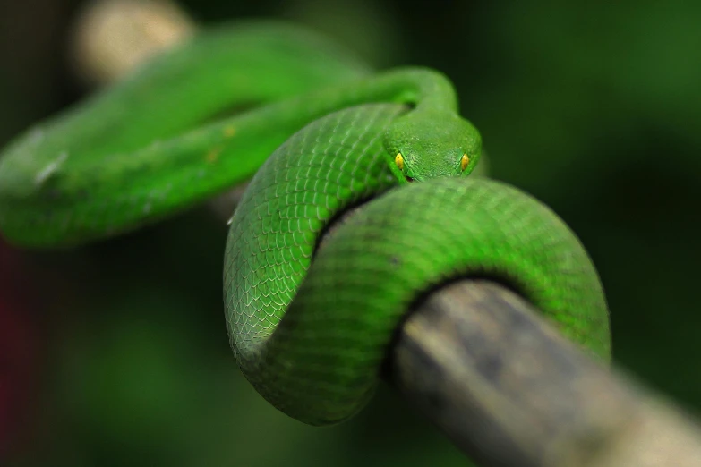 a close up of two green snake on a nch
