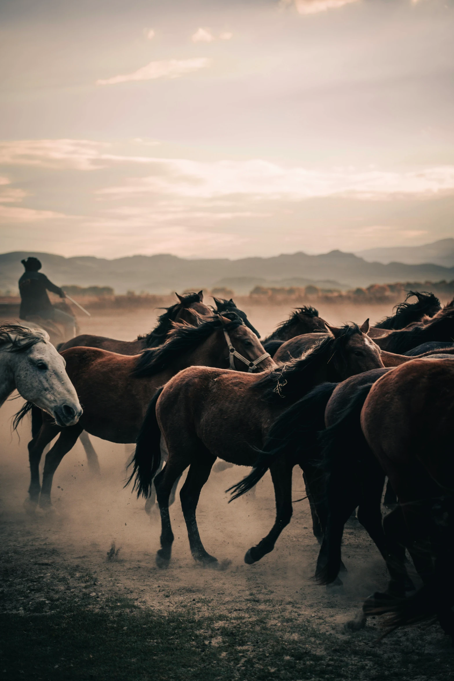 a group of horses running through the dirt