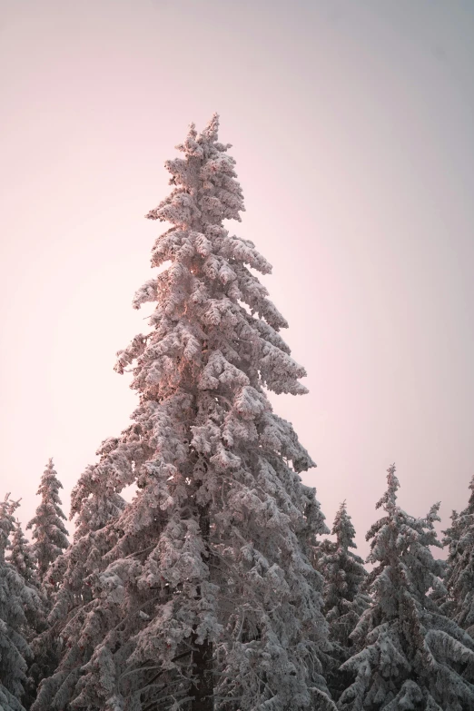 a tall snow covered tree sitting next to a ski lift