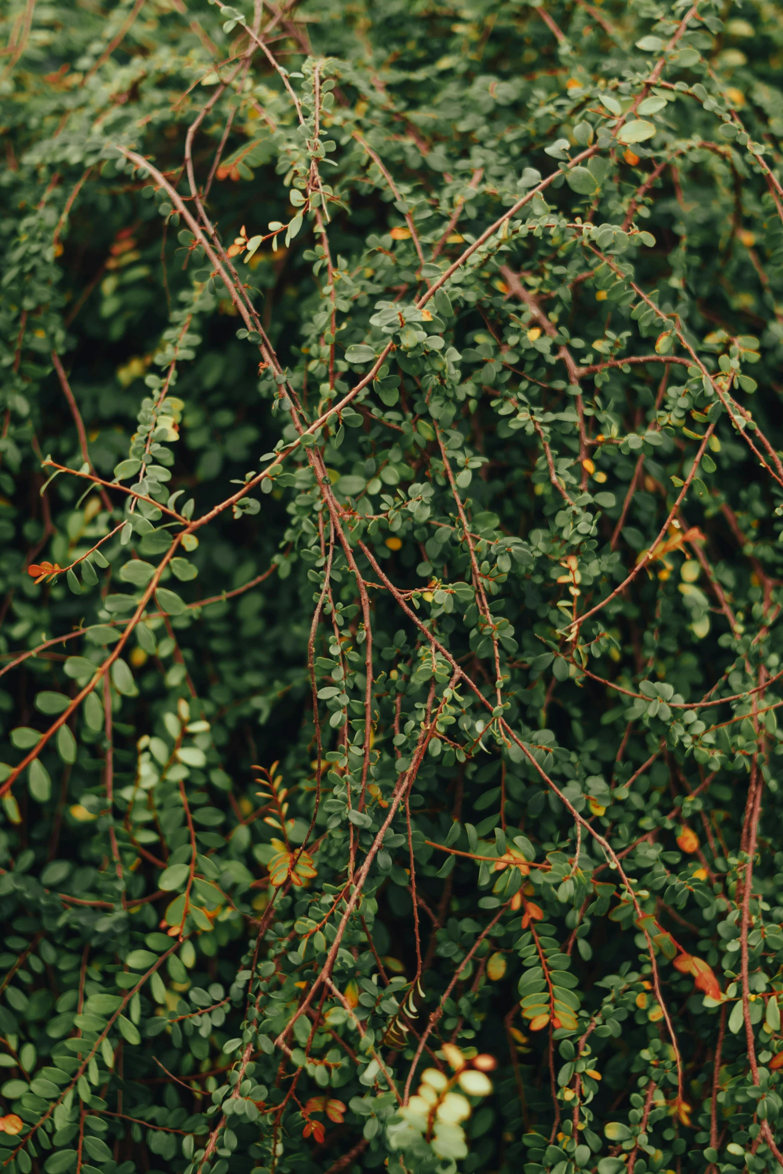 nches with tiny red leaves all around