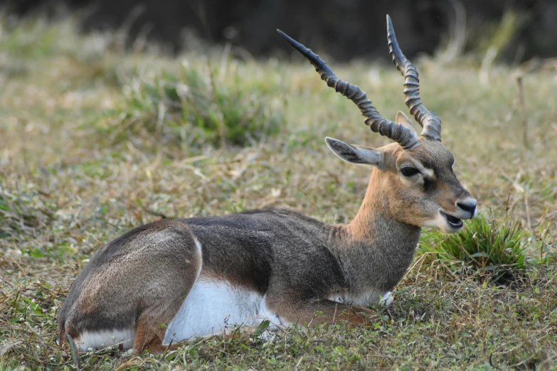 a antelope with long horns standing in a field