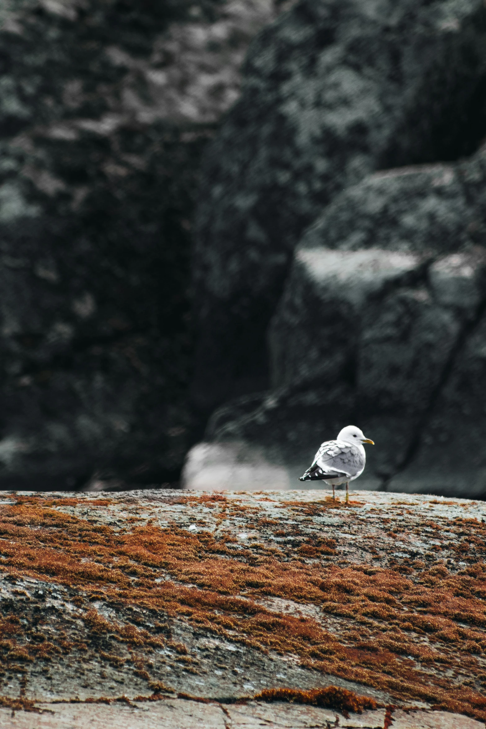 a small white bird with orange flecks perched on a rock