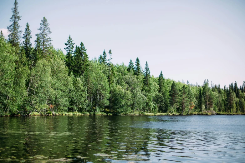 the trees are very tall over the still water