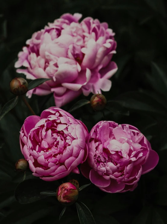 two pink flowers sit in the dark