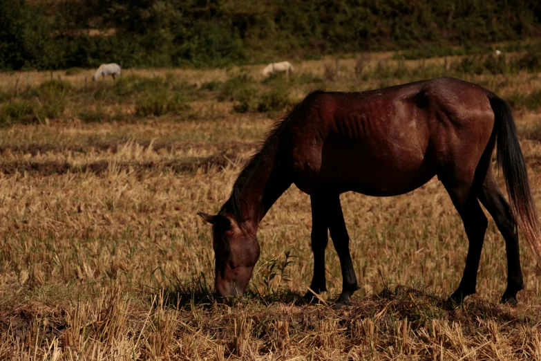 a horse eating grass in a field of dry brown colored grass