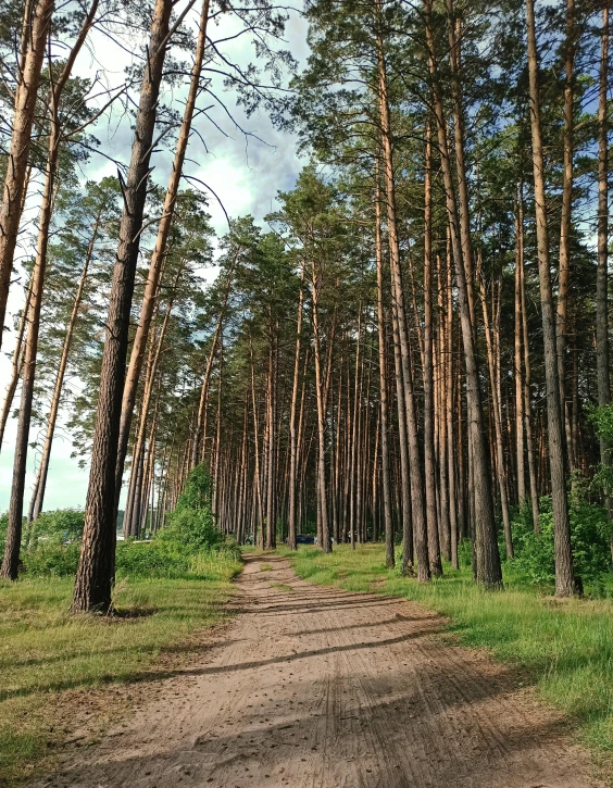 a dirt path in front of many tall pine trees