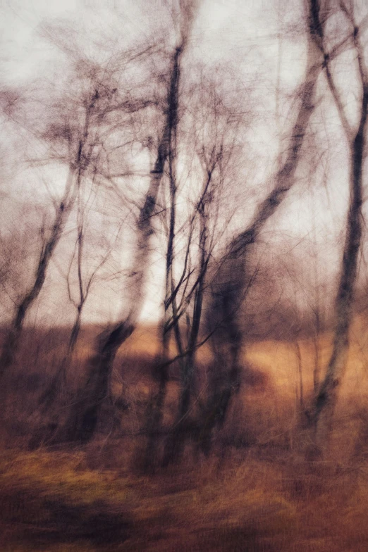 trees standing in the middle of a field