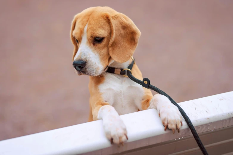 a brown and white beagle sitting on a bench looking over the top