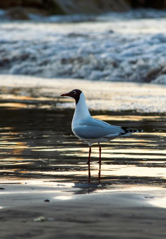 a seagull standing on the sand at the beach