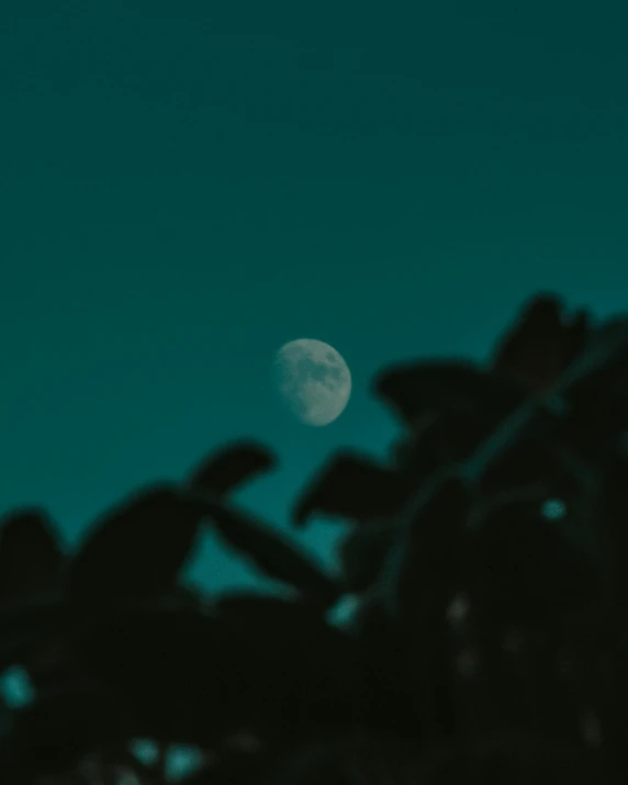 the view of trees in the silhouette with a half moon