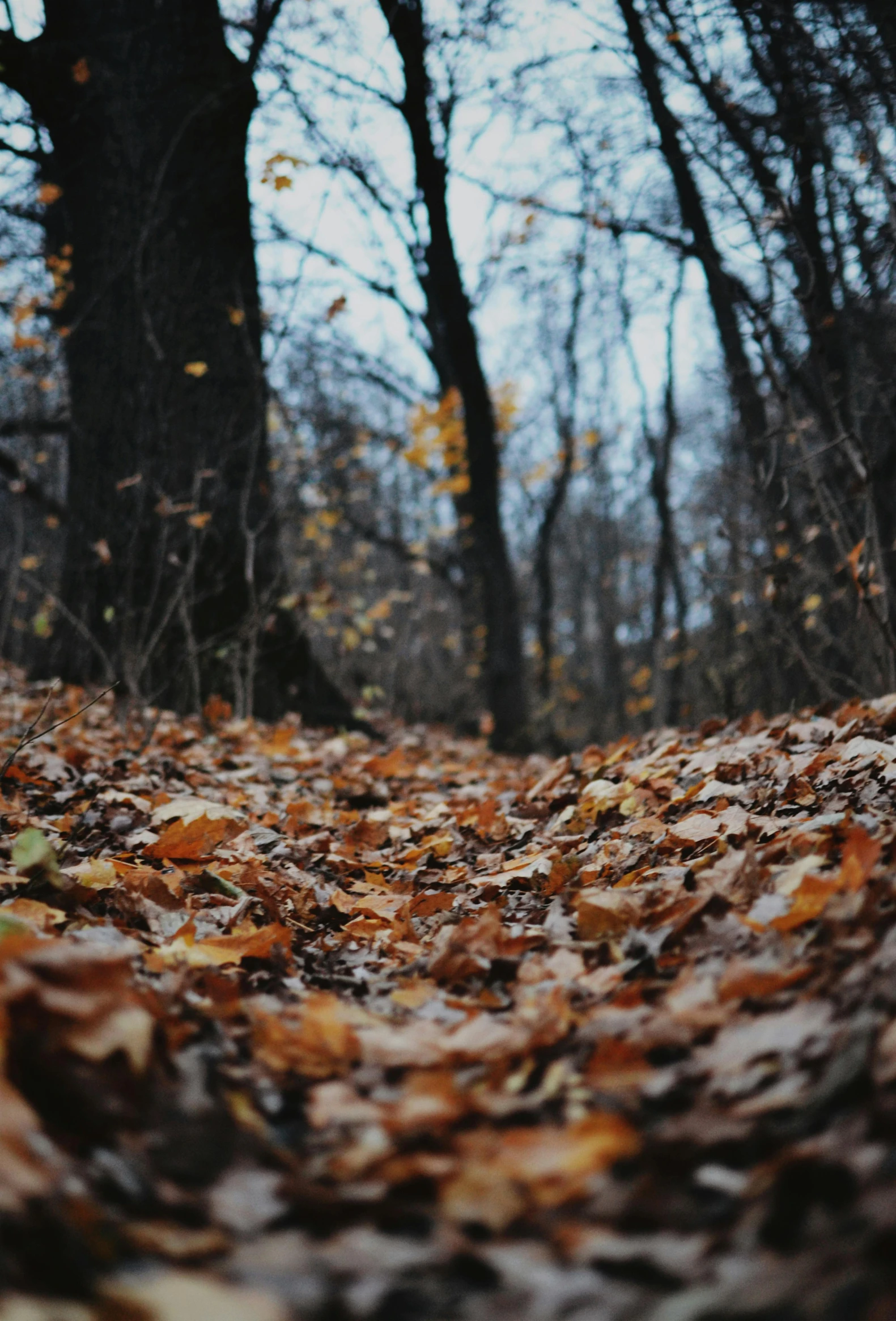 an autumn landscape with falling leaves on the ground