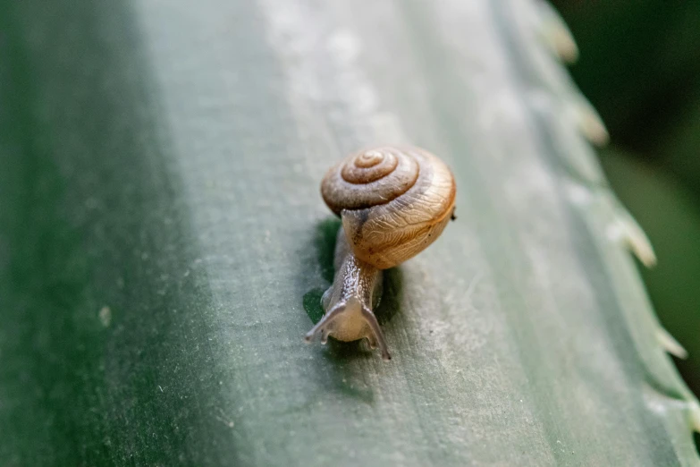 a small snail walking up a green leaf