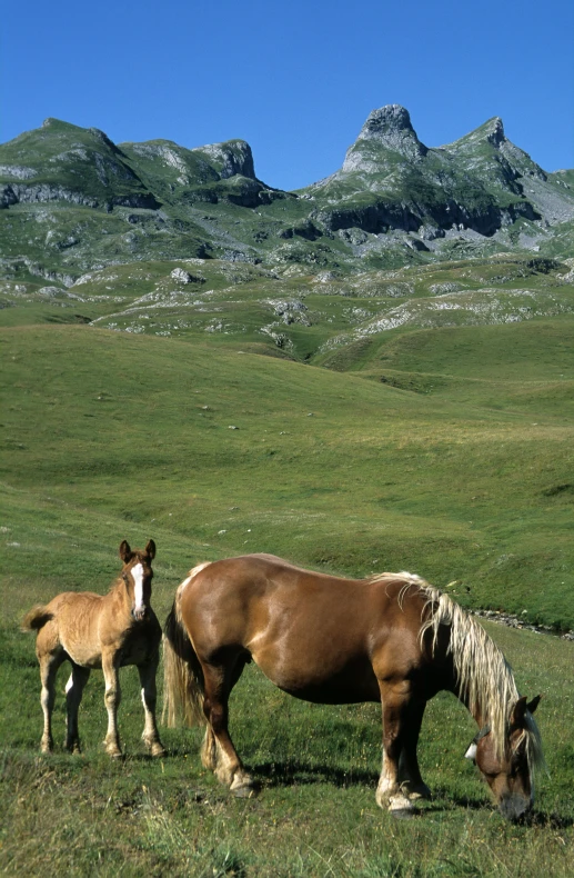 a pair of horses are standing in a grassy area with mountains in the background