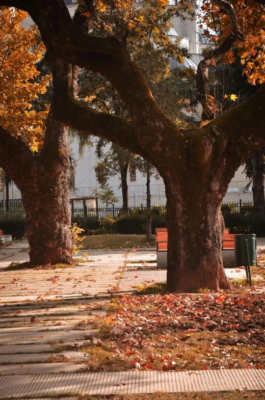 benches and trees are shown with leaves all over the ground