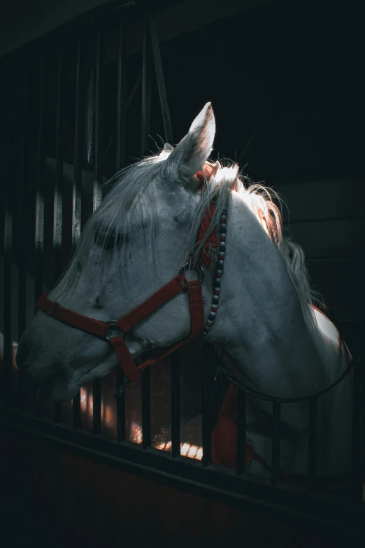 the white horse is in a corral with a red harness