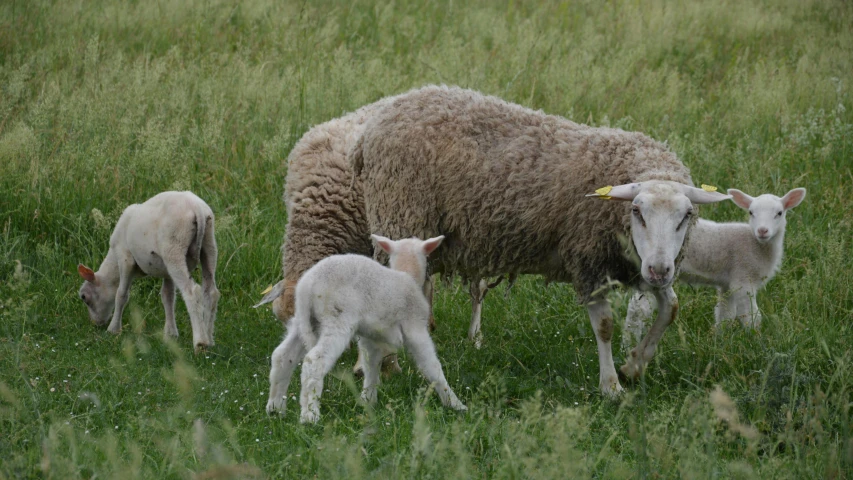 an adult sheep with her three young grazing in tall grass