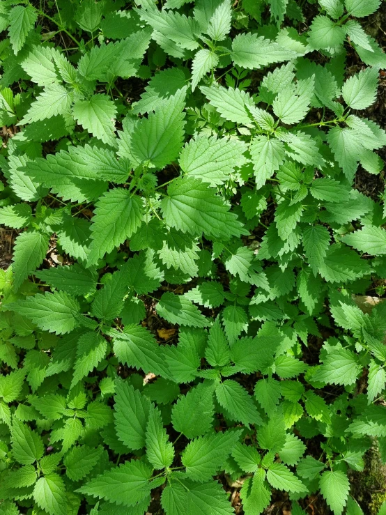 some green leaves on a green plants