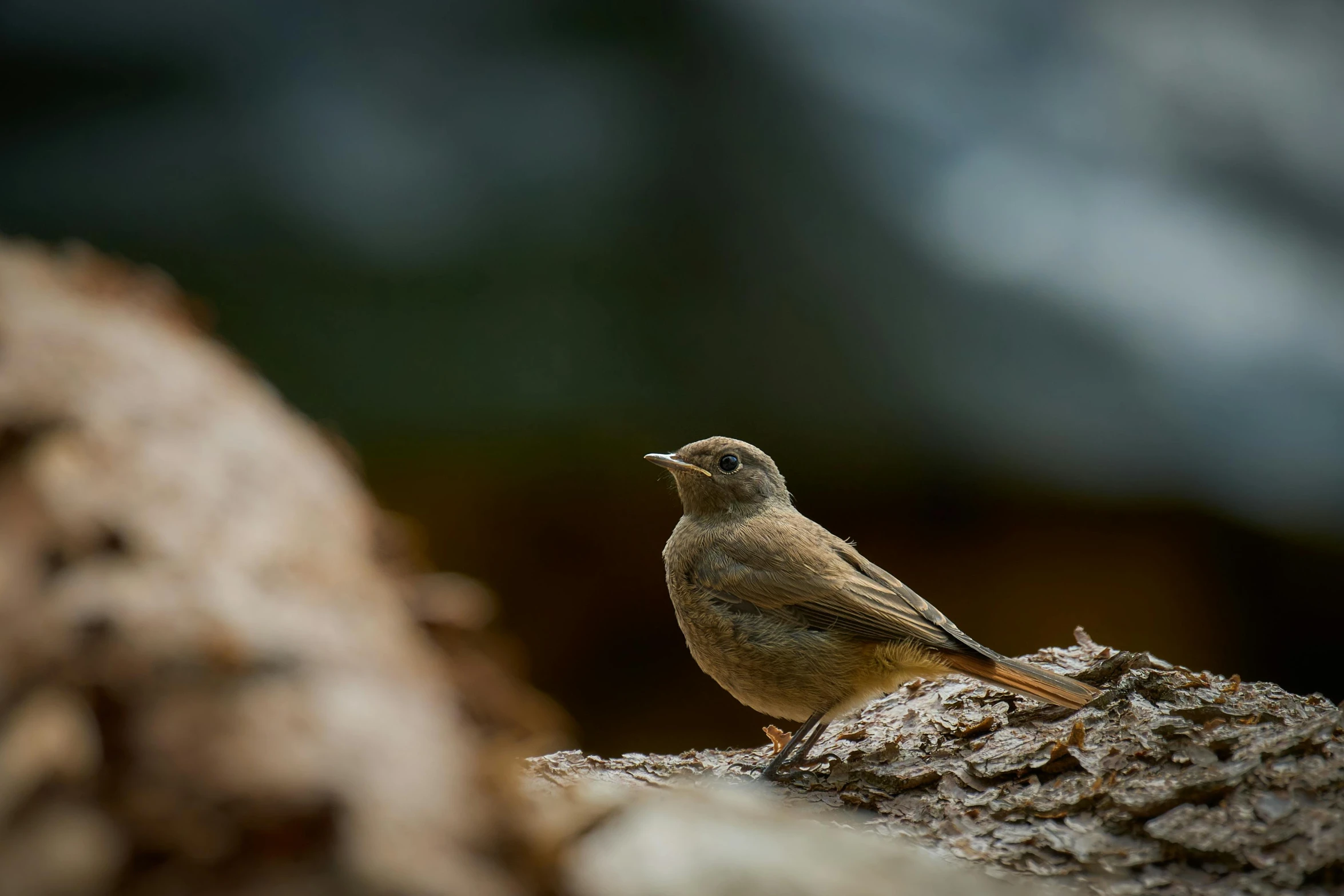 a small bird standing on a tree nch