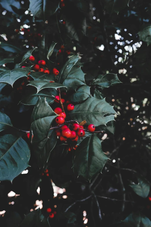 a bunch of holly leaves hanging from a tree