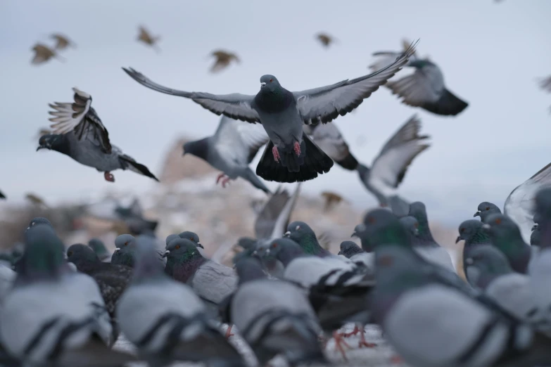 a flock of birds standing around each other flying in the sky